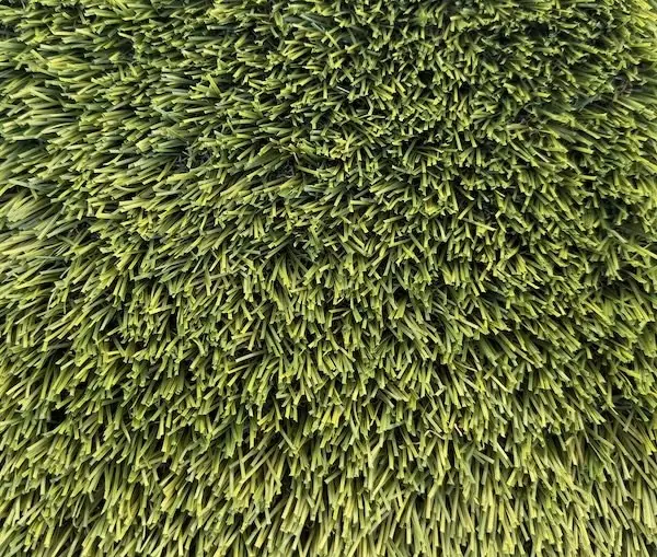 Close up of a dense turf sample, from the side