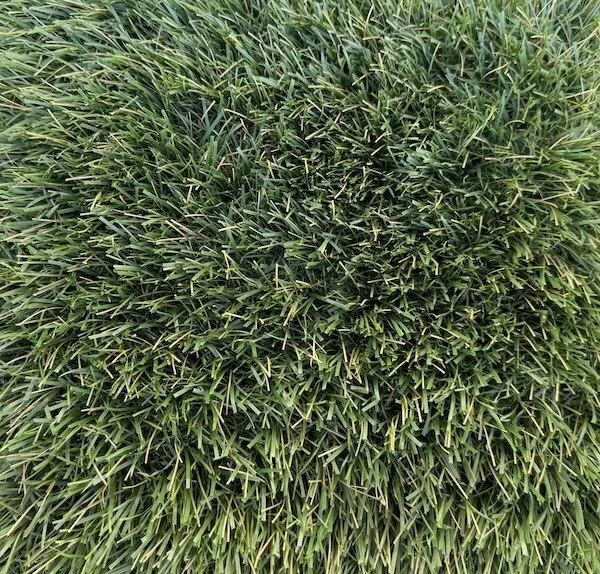 Close up of a natural looking turf sample, from above