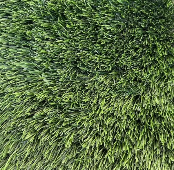 Close up of a lush turf sample, from above