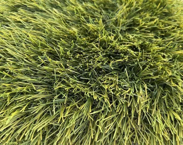 Close up of turf blades with thatch