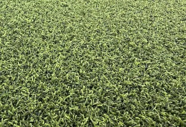 Close up of short putting green turf